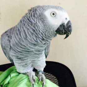 Lost African Grey