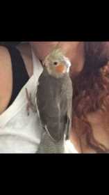 Lost Cockatiel