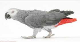 Lost African Grey