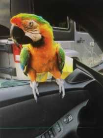 Lost Macaw