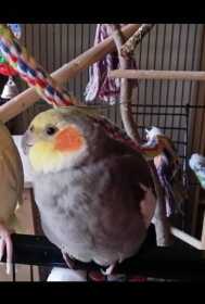 Lost Cockatiel