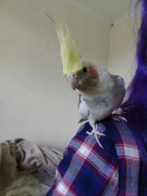 Lost Cockatiel