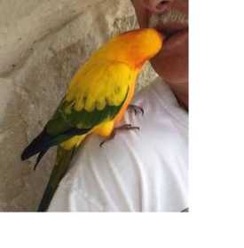 Lost Conure