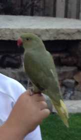 Lost Indian Ringneck Parakeet