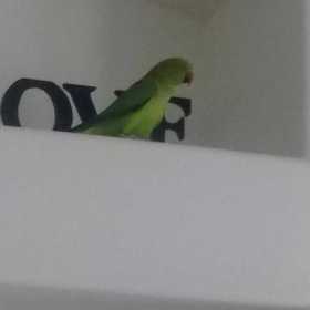 Lost Indian Ringneck Parakeet