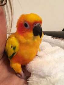 Lost Conure