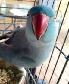 Lost Indian Ringneck Parakeet