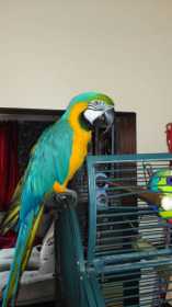 Lost Macaw