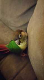 Lost Conure