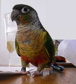 Lost Conure