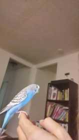 Lost Budgerigar