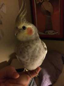 Lost Cockatiel