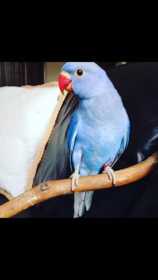 Lost Indian Ringneck Parakeet