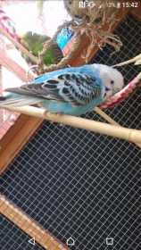 Lost Budgerigar