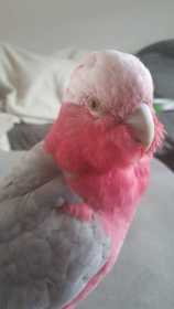 Lost Galah Cockatoo