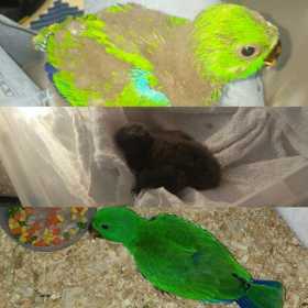 Lost Eclectus