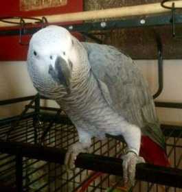 Lost African Grey