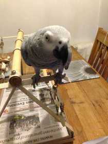 Lost African Grey