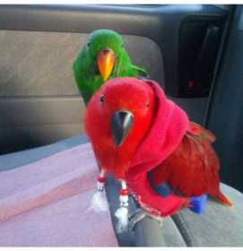 Lost Eclectus