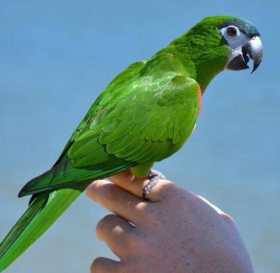 Lost Macaw