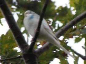 Lost Budgerigar