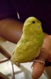 Lost Parakeet