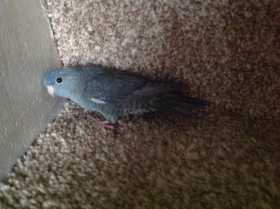 Lost Lineolated Parakeet