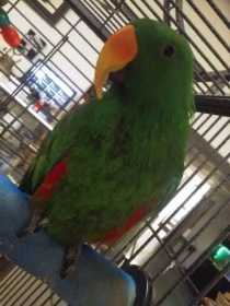 Lost Eclectus