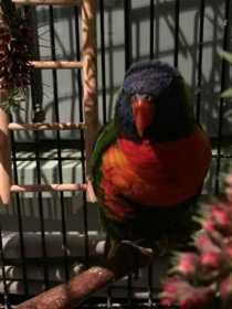 Lost Lory / Lorikeet