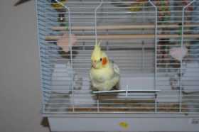 Lost Cockatiel