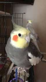 Lost Cockatiel