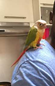 Lost Conure