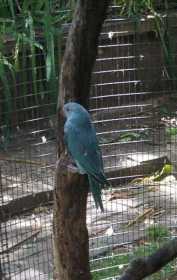 Lost African Ringneck Parakeet