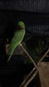 Lost African Ringneck Parakeet