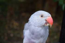 Lost Indian Ringneck Parakeet