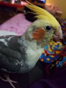 Lost Cockatiel