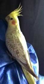 Lost Cockatiel