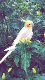 Lost Cockatiel