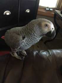 Lost African Grey