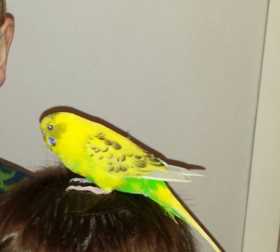 Lost Budgerigar