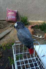 Lost African Grey