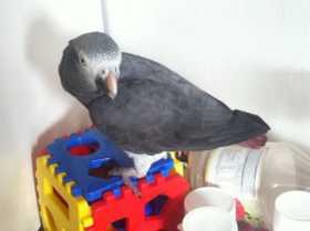 Lost African Grey