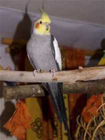 Lost Cockatiel