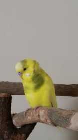 Lost Budgerigar