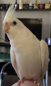 Lost Cockatiel