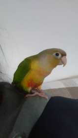 Lost Conure