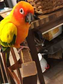 Lost Conure