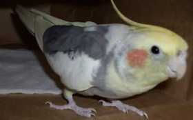 Lost Cockatiel