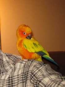 Lost Conure