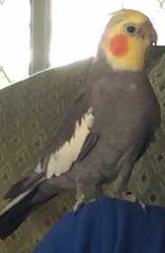 Lost Cockatiel